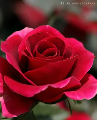 Фото Красивая красная роза, by PhotographyRW