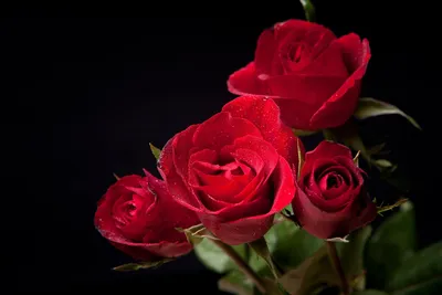 Красивые розы на черном фоне - 73 фото