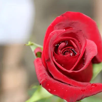 Скачать обои цветы, роза, красивая, красная роза, раздел цветы в разрешении  1024x1024