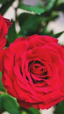 Обои Красивая красная роза, зеленые листья 1080x1920 iPhone 8/7/6/6S Plus  Изображение