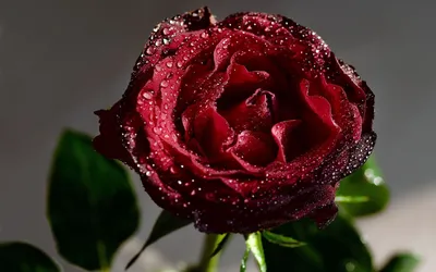 Красная роза с росой - 60 фото