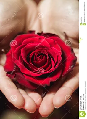 Красивая красная роза в руках женщины на предпосылке Стоковое Фото -  изображение насчитывающей экземпляр, природа: 84300100