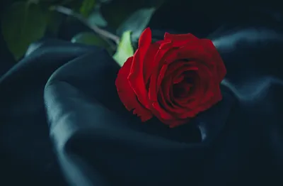Красивая красная роза лежит на черном покрывале Обои для рабочего стола  1600x1200