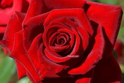 Красивая красная роза — Fokart.net