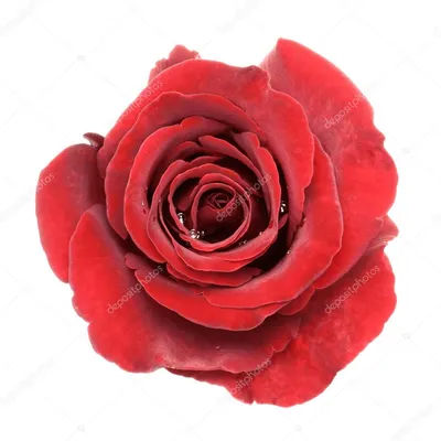 Красивая красная роза стоковое фото ©taratata 52946387