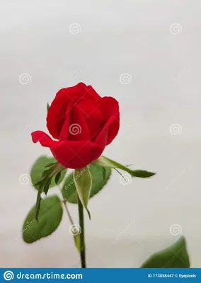 Красивая красная роза на белом фоне. Стоковое Изображение - изображение  насчитывающей поднял, красно: 173858447