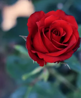 Красивая красная роза фото