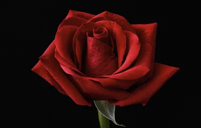 Обои цветок, роза, красная роза, одна, чёрный фон, красивая роза картинки  на рабочий стол, раздел цветы - скачать