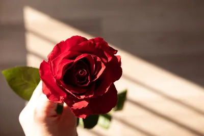 Красивая красная роза в руке, романтический цветок. | Премиум Фото