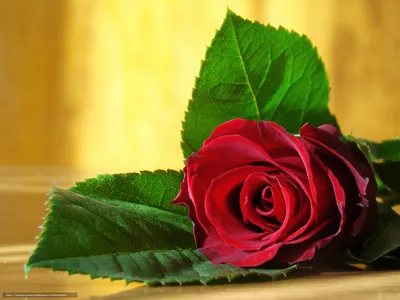 Красивая красная роза, крупным планом :: Стоковая фотография :: Pixel-Shot  Studio
