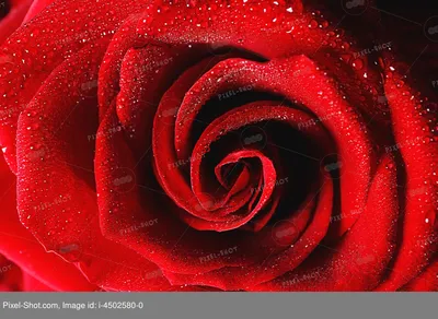 Красивая Красная Роза Изолированы Белом Фоне стоковое фото ©YAYImages  259172472