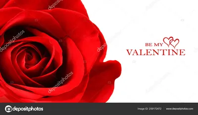 Бесплатное изображение: Красная роза, человека руку, романтический, Блум,  Цветущая, красивые