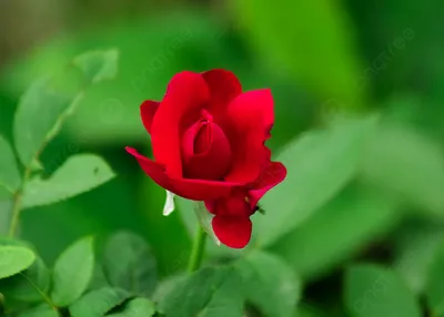 Красивая красная роза лежит на ткани - обои для рабочего стола, картинки,  фото