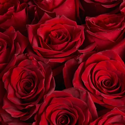 Обои Красивая красная роза крупным планом цветок 1920x1200 HD Изображение