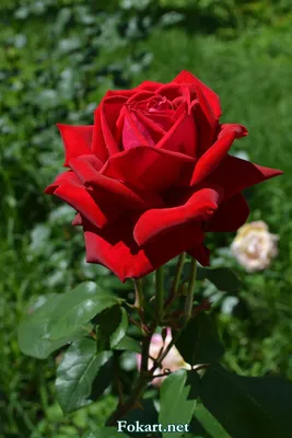 Красивейшая роза — Fokart.net