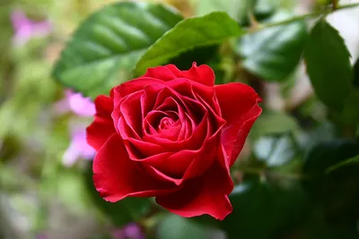 Beautiful Red Rose Flower. | Красная роза, Красивые розы, Красивые цветы