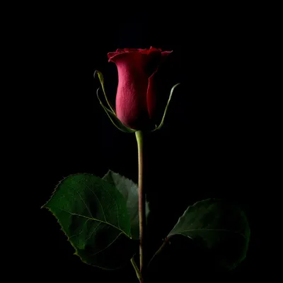 красивая красная роза, чтобы отпраздновать любовь - стоковое фото 1853665 |  Crushpixel