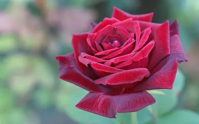 Обои Красивая красная роза на чёрном фоне крупным планом » Скачать красивые  HD обои (картинки) на рабочий стол (экран) и на телефон бесплатно