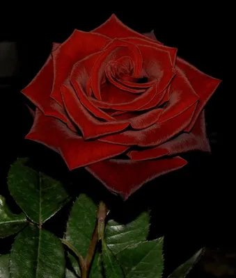 Красивая красная роза в утренней росе | Обои для телефона