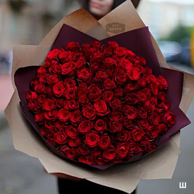 Цветущая красная красивая роза фотография фотография Фон И картинка для  бесплатной загрузки - Pngtree