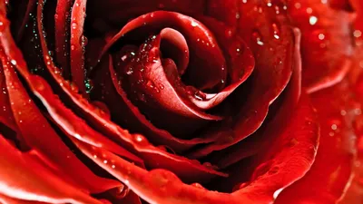 Одинокая красивая красная роза на земле 3D Модель $19 - .max .fbx .obj -  Free3D