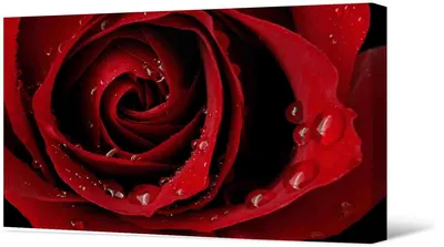 Черно красная роза - фото и картинки: 68 штук