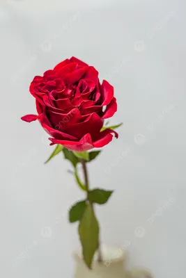 101 красная роза (Премиум) - Доставкой цветов в Москве! 1625 товаров! Цены  от 487 руб. Цветы Тут