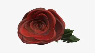 картинки : Роза, Красная роза, цветок, цветение, Романтичный, Красоту,  люблю, Романтика, сад, лепесток, красивая, природа, Аромат, Флора, Крупным  планом, лето, Расцвел, Садовые розы, Красный, Флорибунда, Hybrid tea rose,  Розовый, Розовая семья, цветущее