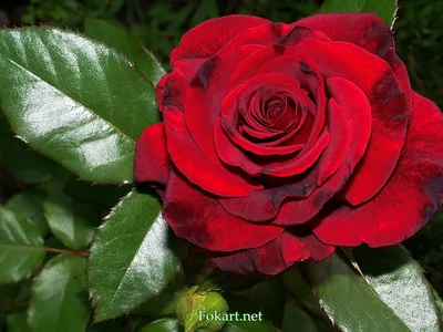 Пятнистая роза — Fokart.net