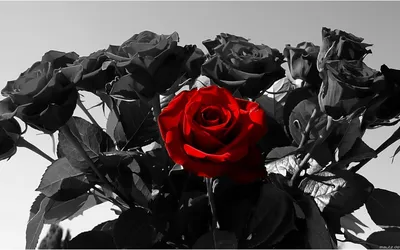 Обои макро, фон, обои, Роза, красная роза, лепестки роз, розы всегда  красивые, крупная роза, rose flower, сердцевина розы картинки на рабочий  стол, раздел макро - скачать