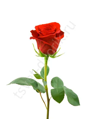 Букет уральской розы Высокая красная роза 11 штук купить за 2001 рублей в  Екатеринбурге