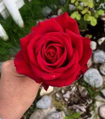 Купить 101 красная роза с доставкой по Минску