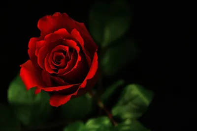Красивая красная роза. Романтика - обои на рабочий стол