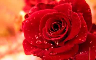 Картинка Красивая красная роза » Розы картинки (255 фото) - Картинки 24 »  Картинки 24 - скачать картинки бесплатно