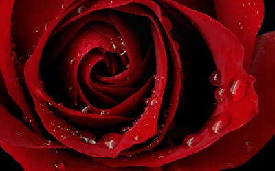Фотокартина - красивая красная роза