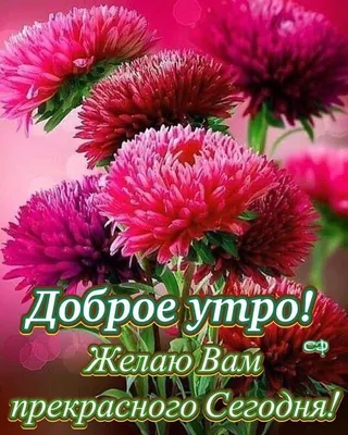 Заказать цветы Букет из роз и астр с доставкой по Беларуси | Happybee.by