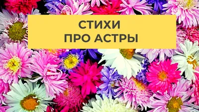Купить красивый букет астр с доставкой в Москве | Centre-Flower