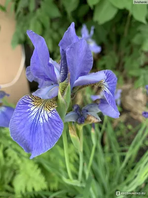 Ирис сибирский ( Iris sibirica) - «Очень нежные, изящные, мои прекрасные,  Ирисы...» | отзывы