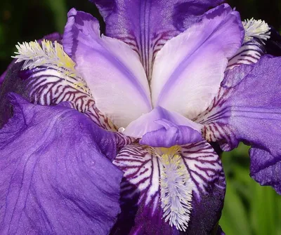 Ирис сибирский ( Iris sibirica) - «Ирис сибирский - красивый цветок. Но  добиться роскошного цветения непросто» | отзывы