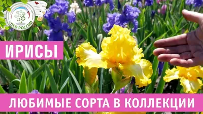 Красивые цветы ирисы на клумбе в саду - обои для рабочего стола, картинки,  фото