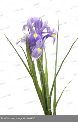 ирис касатик коккерель. цветение ириса. закрытие Irisnbsp Стоковое Фото -  изображение насчитывающей пурпурово, флористическо: 215598430