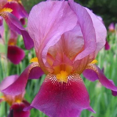 Ирис сибирский ( Iris sibirica) - «Красивые, но на любителя» | отзывы