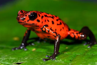 20 самых крутых лягушек и жаб из всех существующих