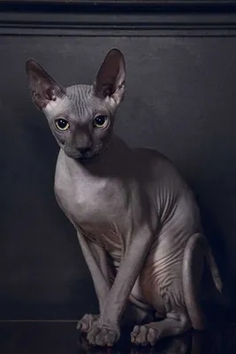 Картинки коты сфинксы (57 фото) - 57 фото