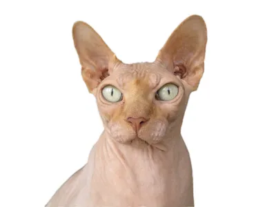Сфинкс эстетика кошек красивый лысый кот на солнце | Детеныши животных,  Милые котики, Кошка сфинкс