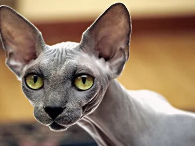 Сфинксы, которые даже без шерсти остаются милыми кошками | Кошачий вестник  | Пульс Mail.ru
