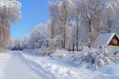 Красивые покрытые белым инеем деревья у дороги в деревне зимой - обои для  рабочего стола, картинки, фото