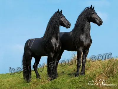 Десятка самых красивых пород лошадей. Породы лошадей с фотографиями и  названиями Кони разных пород