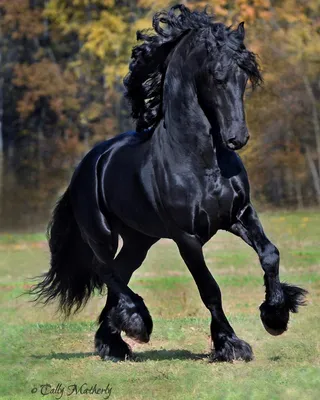 Породистые лошади - 56 фото: смотреть онлайн