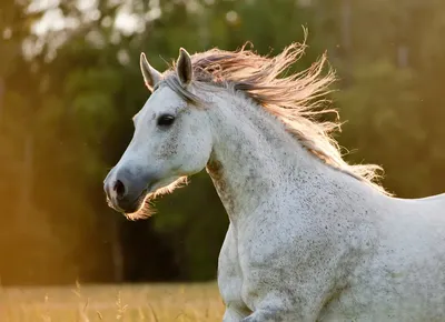 Красивая арабская лошадь на открытом воздухе - Puzzle Factory